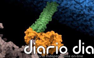 Identifican el punto débil de una de las bacterias hospitalarias más resistentes a los antibióticos