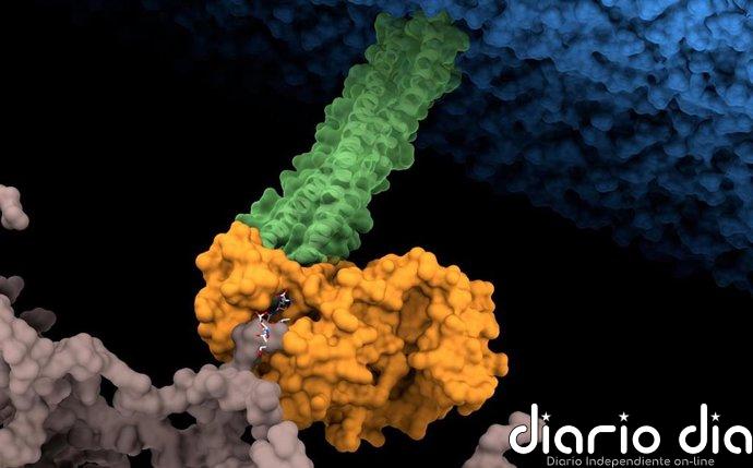 Identifican el punto débil de una de las bacterias hospitalarias más resistentes a los antibióticos