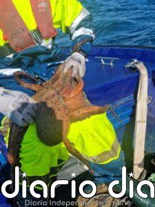Incautados 42 kilos de pulpo y 100 kilos de pescado en la costa gallega