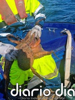Incautados 42 kilos de pulpo y 100 kilos de pescado en la costa gallega