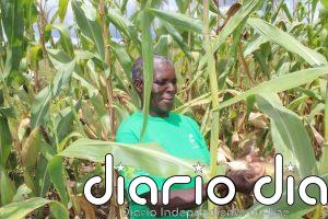 Investigación sobre el terreno es un salvavidas para seguridad alimentaria de Zimbabue