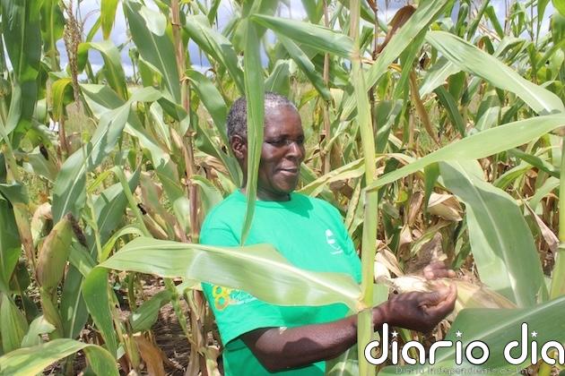 Investigación sobre el terreno es un salvavidas para seguridad alimentaria de Zimbabue