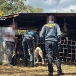 Investigado por maltrato animal tras abandonar cuatro cachorros de perro en Fuentes de León