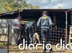 Investigado por maltrato animal tras abandonar cuatro cachorros de perro en Fuentes de León