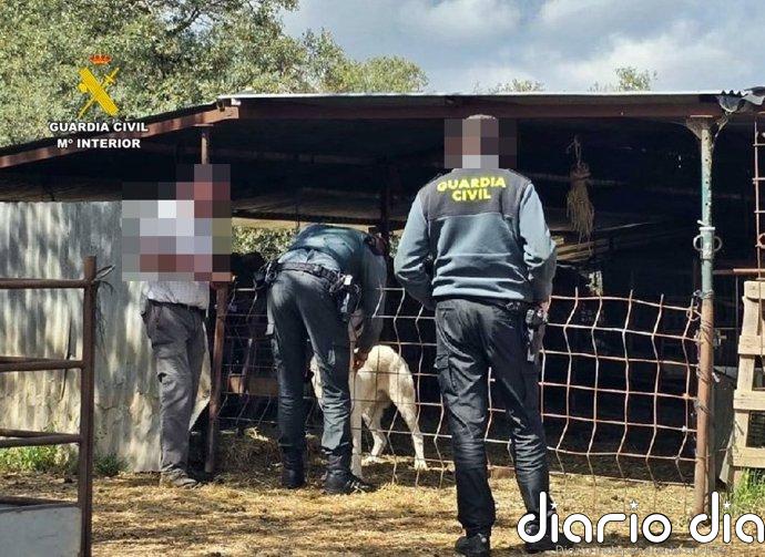 Investigado por maltrato animal tras abandonar cuatro cachorros de perro en Fuentes de León