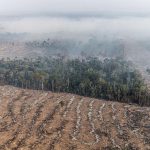 La Amazonia está en riesgo de convertirse en una sabana seca