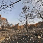 La Diputación de Alicante subraya que aumenta hasta seis millones la inversión para prevenir incendios forestales