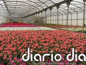 La DPH embellecerá los pueblos del Alto Aragón con más de 80.000 plantas