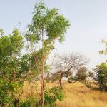 La Gran Muralla Verde progresa lenta y constante en el Sahel y mejora paisajes y substencia