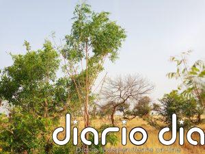 La Gran Muralla Verde progresa lenta y constante en el Sahel y mejora paisajes y substencia
