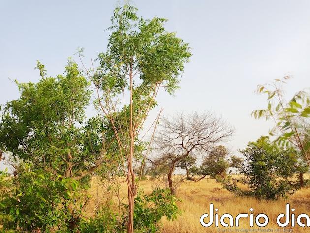 La Gran Muralla Verde progresa lenta y constante en el Sahel y mejora paisajes y substencia