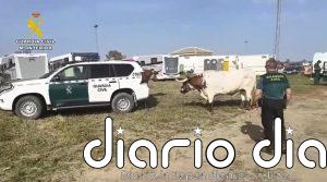 La Guardia Civil consigue controlar a dos bueyes desbocados en la aldea de El Rocío (Almonte, Huelva)