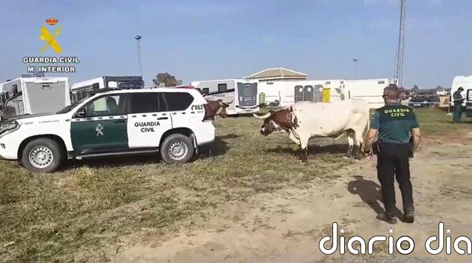 La Guardia Civil consigue controlar a dos bueyes desbocados en la aldea de El Rocío (Almonte, Huelva)
