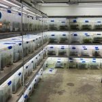 La Policía desarticula una organización de cultivo y distribución de marihuana a gran escala en Valencia