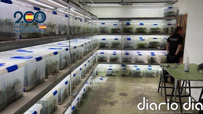 La Policía desarticula una organización de cultivo y distribución de marihuana a gran escala en Valencia