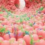 Las bacterias intestinales pueden cambiar de estado para sobrevivir a antibióticos y dieta