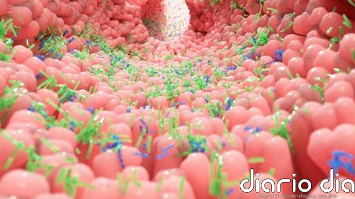 Las bacterias intestinales pueden cambiar de estado para sobrevivir a antibióticos y dieta