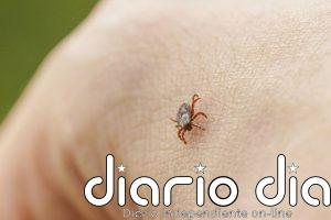 Las prendas de manga larga y un repelente adecuado, las claves para evitar las picaduras de garrapata