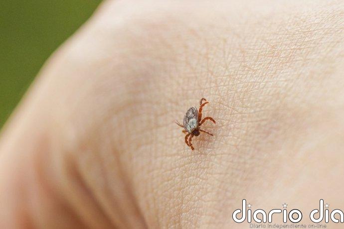 Las prendas de manga larga y un repelente adecuado, las claves para evitar las picaduras de garrapata