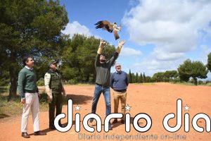 Liberada en el Parque de la Dehesa del Generalife de Granada un águila calzada recuperada en el CREA El Blanqueo