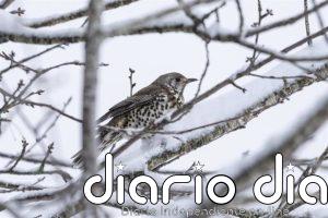 Los animales de ciudad son más audaces, agresivos, exploradores y activos que los de campo