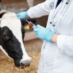 Los ingresos de las clínicas veterinarias superan los 2.000 millones de euros en 2025, un 6,7% más, según DBK
