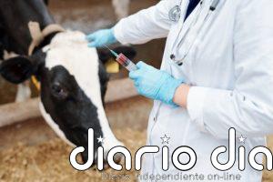 Los ingresos de las clínicas veterinarias superan los 2.000 millones de euros en 2025, un 6,7% más, según DBK