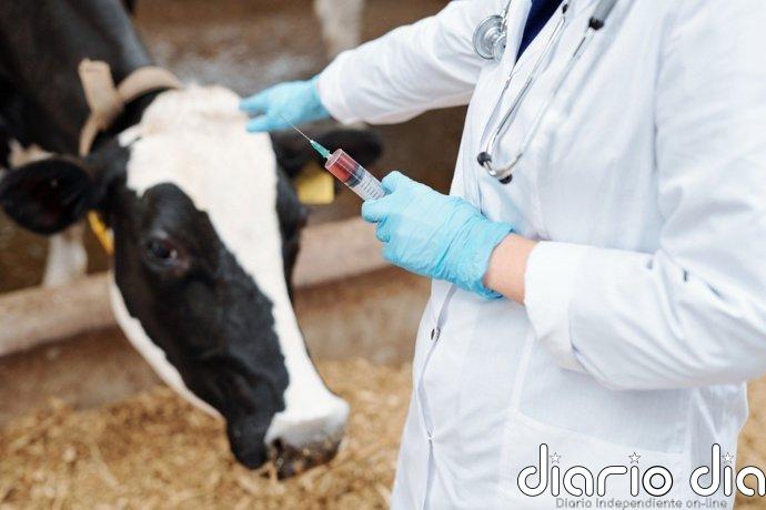 Los ingresos de las clínicas veterinarias superan los 2.000 millones de euros en 2025, un 6,7% más, según DBK