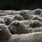 Más de 200 ovejas recorrerán Tres Cantos en una travesía urbana para acercar la trashumancia a los vecinos
