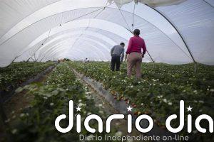 Migraciones impulsa más de 1.000 contratos para refugiados y solicitantes de asilo en el campo onubense