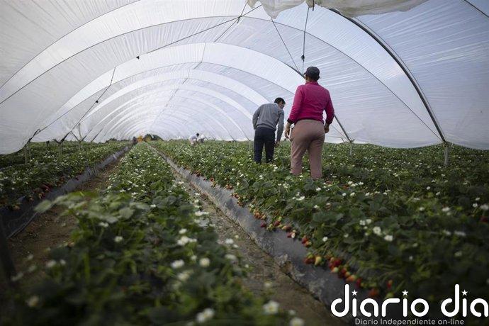 Migraciones impulsa más de 1.000 contratos para refugiados y solicitantes de asilo en el campo onubense
