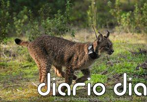 Muere atropellado un lince ibérico en la carretera entre Hinojos (Huelva) y Villamanrique de la Condesa (Sevilla)