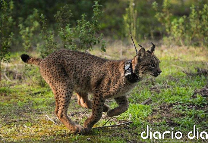 Muere atropellado un lince ibérico en la carretera entre Hinojos (Huelva) y Villamanrique de la Condesa (Sevilla)