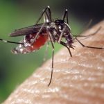 Ni ébola ni hantavirus: un virus menos letal podría expandirse en Europa por el cambio climático