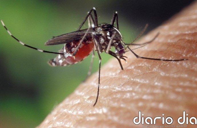 Ni ébola ni hantavirus: un virus menos letal podría expandirse en Europa por el cambio climático