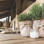 Nunca lo plantes al lado de estas hierbas: dónde y cómo se cultiva el romero