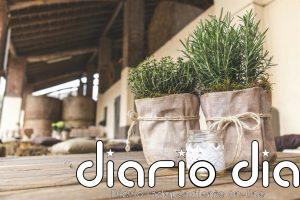 Nunca lo plantes al lado de estas hierbas: dónde y cómo se cultiva el romero