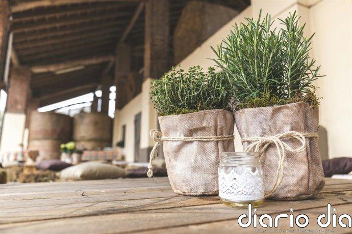 Nunca lo plantes al lado de estas hierbas: dónde y cómo se cultiva el romero
