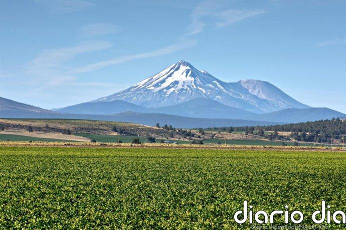 Planasa, filial de EW Group, adquiere la empresa de mejora genética de maíz dulce IFSI