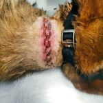 Policía Foral investiga a un hombre y una mujer en la Merindad de Sangüesa por un delito de maltrato animal