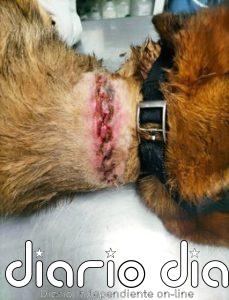 Policía Foral investiga a un hombre y una mujer en la Merindad de Sangüesa por un delito de maltrato animal