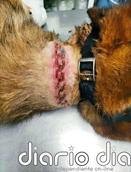 Policía Foral investiga a un hombre y una mujer en la Merindad de Sangüesa por un delito de maltrato animal