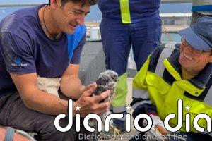 Port de Tarragona anilla y hace seguimiento de polluelos de halcón peregrino nacidos en su recinto