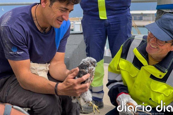 Port de Tarragona anilla y hace seguimiento de polluelos de halcón peregrino nacidos en su recinto