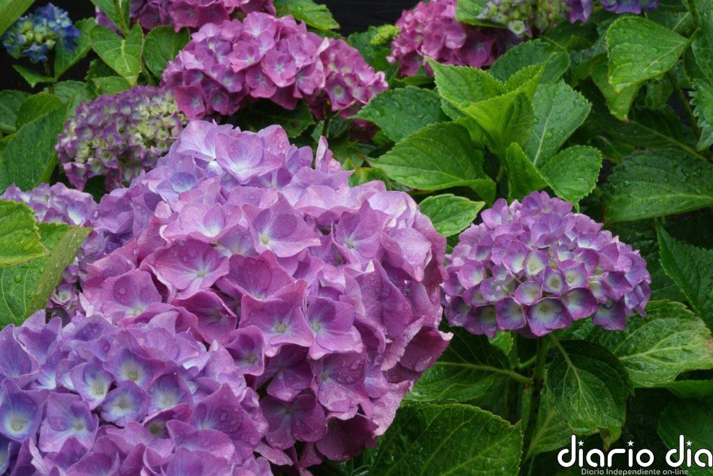 ¿Quieres tener una hortensia en casa Cómo se propaga de forma fácil