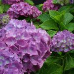 ¿Quieres tener una hortensia en casa Cómo se propaga de forma fácil