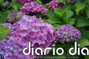 ¿Quieres tener una hortensia en casa Cómo se propaga de forma fácil