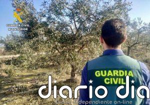 Siete investigados por el robo de más de 500 kilos de aceituna en Loja (Granada)