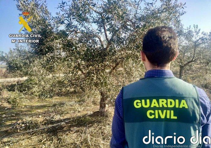 Siete investigados por el robo de más de 500 kilos de aceituna en Loja (Granada)