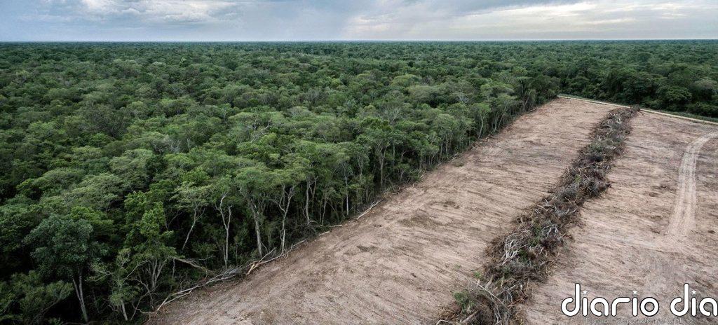 Sudamérica registra la mayor pérdida de bosques del planeta